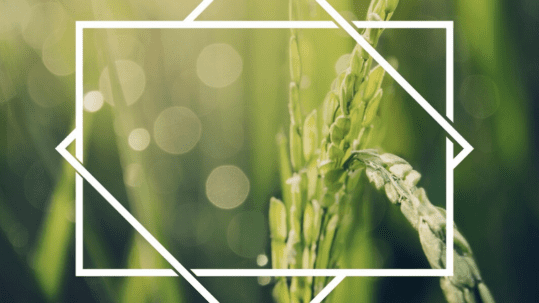 Crop Health Crop Health